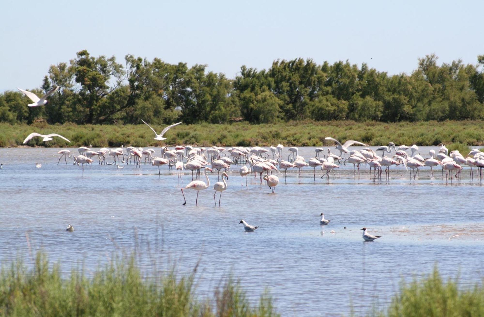 Sable & Pampas - Meuble De Tourisme 5 Etoiles *