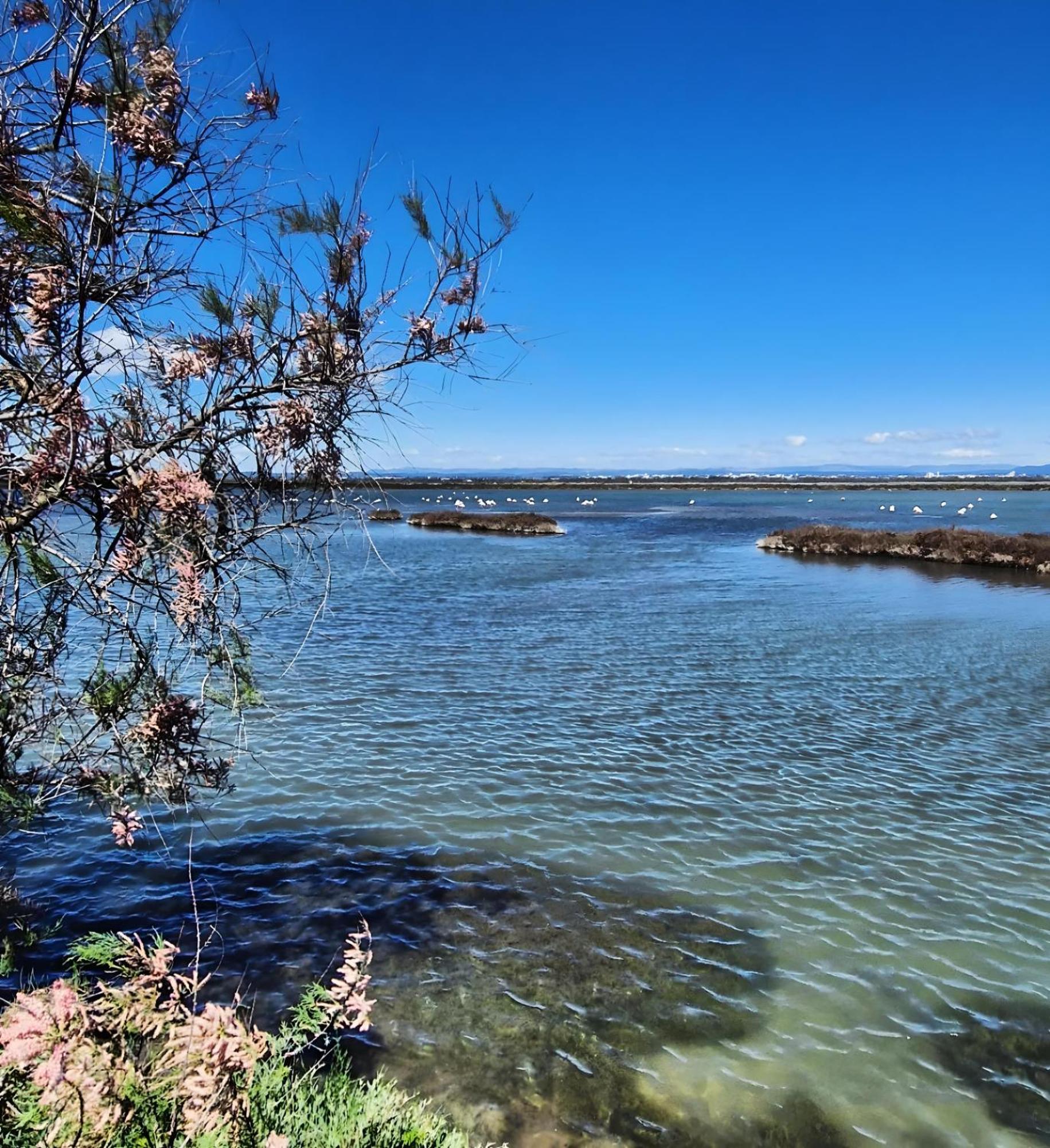 Sable & Pampas - Meuble De Tourisme 5 Etoiles Carnon-Plage